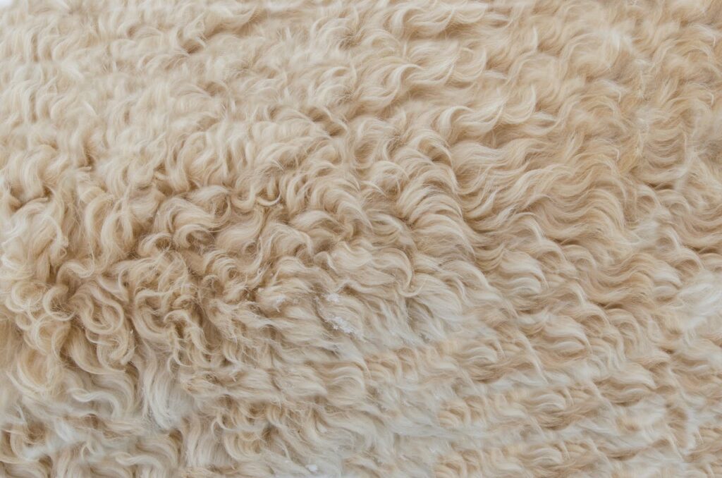 Wełna merino