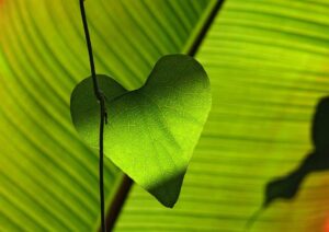 Read more about the article Co oznacza zielone serce? 💚